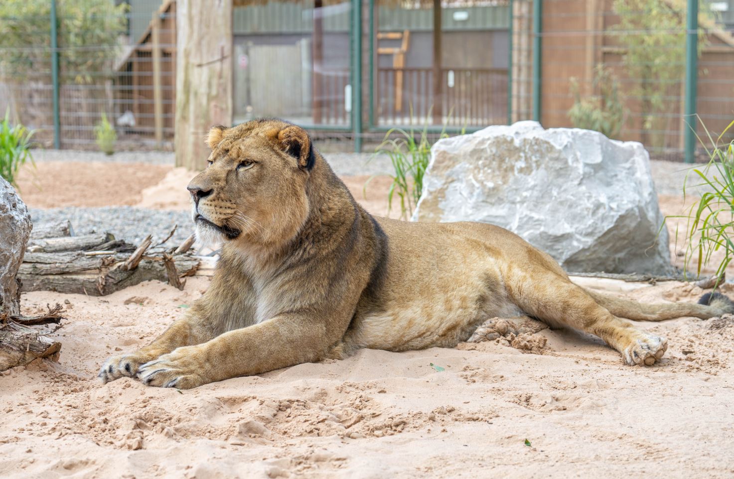 The big cat sales habitat